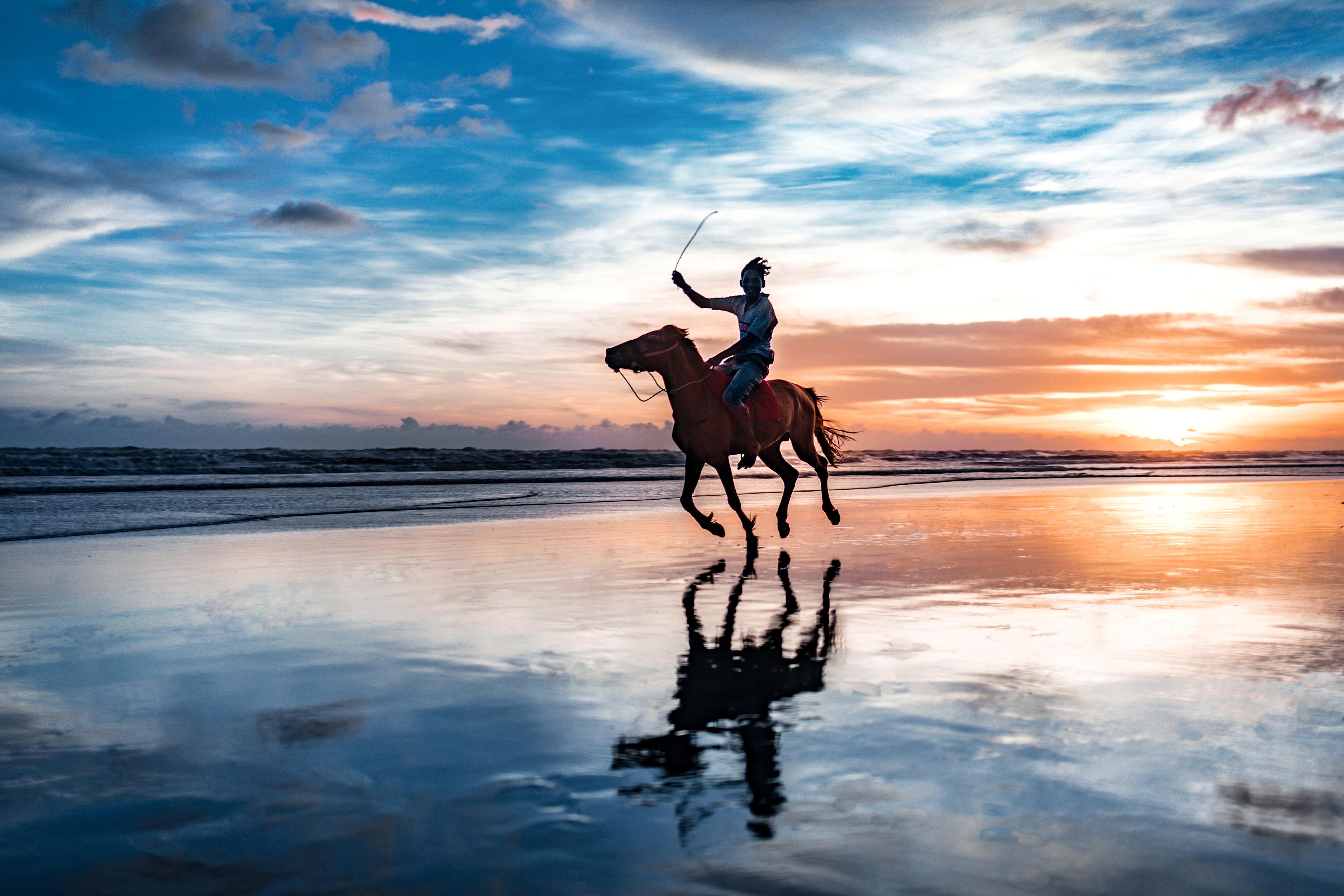Horse galloping at sunset