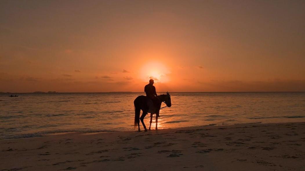 Horse silhouette at sunset